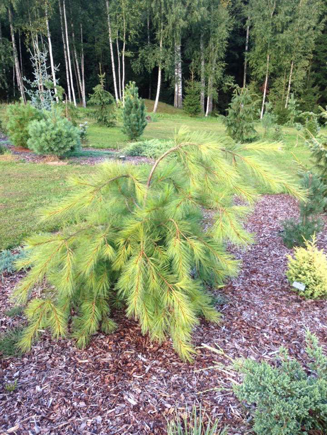 Pinus strobus 'Gold Weeper'